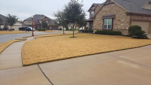 Brown Winter Lawn Gone Dormant